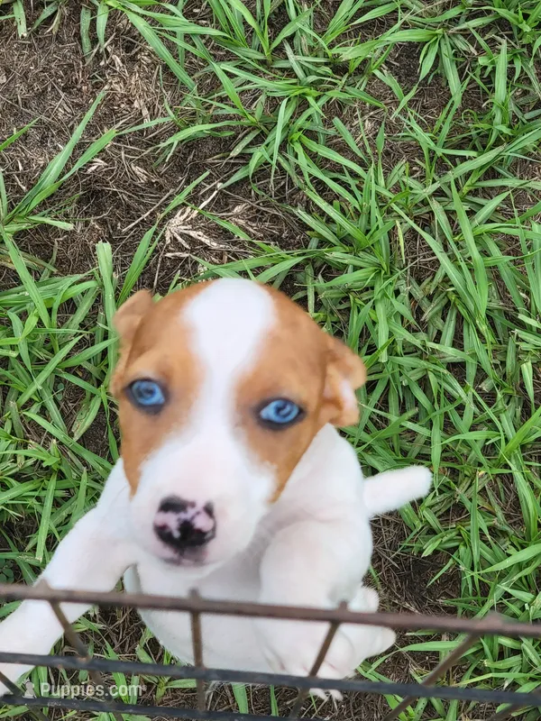 Rocky – Jack Russell Terrier puppy for sale in Live Oak, FL