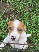 Rocky, a male Jack Russell Terrier for sale in Live Oak, FL – 1 of 2