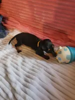 Sunflower , a female Miniature Dachshund for sale in Live Oak, FL – 2 of 9