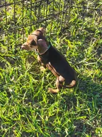 Nikita, a male Miniature Dachshund for sale in Live Oak, FL – 3 of 6