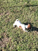 Landon, a male Jack Russell Terrier for sale in Live Oak, FL – 3 of 8