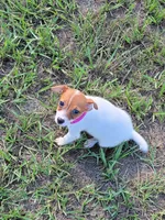 Jemma, a female Jack Russell Terrier for sale in Live Oak, FL – 6 of 8