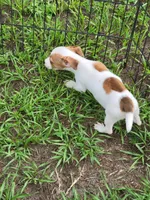 Rocco, a male Jack Russell Terrier for sale in Live Oak, FL – 7 of 8
