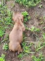 Rosalie, a female Dachshund for sale in Live Oak, FL – 4 of 10