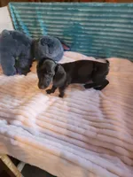 Remington, a male Miniature Dachshund for sale in Live Oak, FL – 6 of 8
