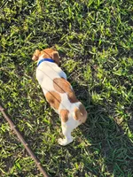 Cole, a male Jack Russell Terrier for sale in Live Oak, FL – 4 of 7
