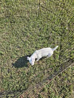 Jack, a male Jack Russell Terrier for sale in Live Oak, FL – 5 of 8