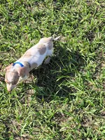 Sam, a male Dachshund for sale in Live Oak, FL – 5 of 8