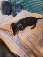 Wesson, a male Miniature Dachshund for sale in Live Oak, FL – 7 of 9
