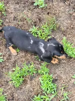 Frankie , a male Dachshund for sale in Live Oak, FL – 2 of 10