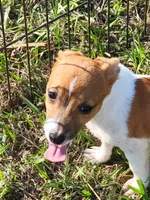 Jace, a male Jack Russell Terrier for sale in Live Oak, FL – 2 of 8