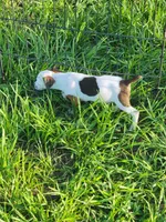 Rainbow, a female Jack Russell Terrier for sale in Live Oak, FL – 8 of 8