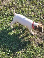 Lovey, a female Jack Russell Terrier for sale in Live Oak, FL – 3 of 6