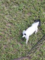Chip, a male Jack Russell Terrier for sale in Live Oak, FL – 8 of 8