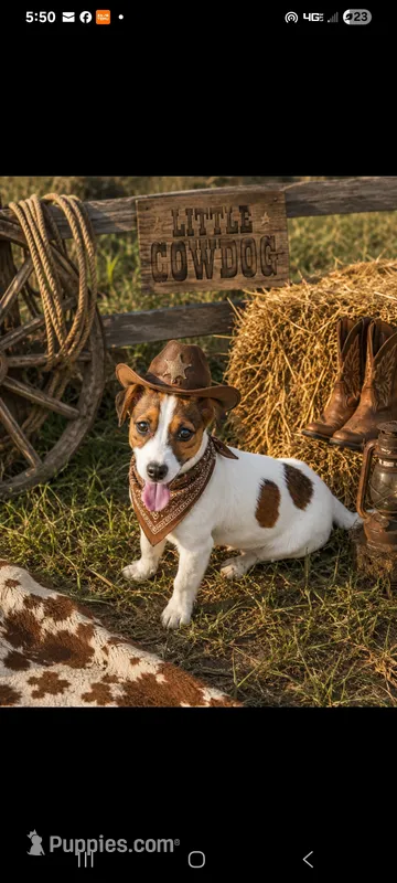 Joey – Jack Russell Terrier puppy for sale in Live Oak, FL