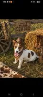 Joey, a male Jack Russell Terrier for sale in Live Oak, FL – 1 of 6
