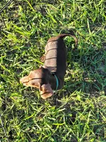 Nikita, a male Miniature Dachshund for sale in Live Oak, FL – 4 of 6