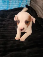 Randy, a male Jack Russell Terrier for sale in Live Oak, FL – Photo 1 of 6