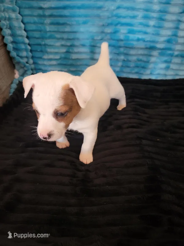 Randy – Jack Russell Terrier puppy for sale in Live Oak, FL
