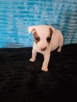 Randy, a male Jack Russell Terrier for sale in Live Oak, FL – Photo 5 of 6