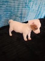 Randy, a male Jack Russell Terrier for sale in Live Oak, FL – Photo 4 of 6