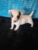 Randy, a male Jack Russell Terrier for sale in Live Oak, FL – Photo 3 of 6