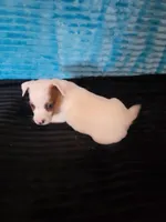 Randy, a male Jack Russell Terrier for sale in Live Oak, FL – Photo 6 of 6