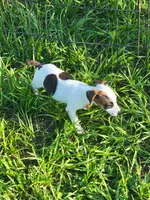 Rainbow, a female Jack Russell Terrier for sale in Live Oak, FL – 5 of 8