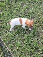 Sasha, a female Jack Russell Terrier for sale in Live Oak, FL – 7 of 8