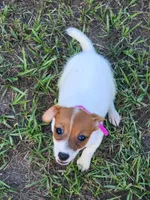 Jemma, a female Jack Russell Terrier for sale in Live Oak, FL – 5 of 8