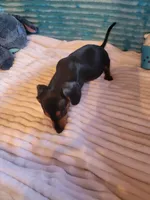Wesson, a male Miniature Dachshund for sale in Live Oak, FL – 2 of 9