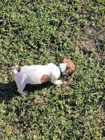 Landon, a male Jack Russell Terrier for sale in Live Oak, FL – 5 of 8