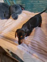 Wesson, a male Miniature Dachshund for sale in Live Oak, FL – 8 of 9