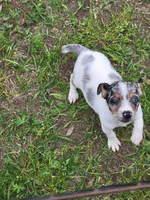 Harper, a female Jack Russell Terrier for sale in Live Oak, FL – Photo 2 of 2