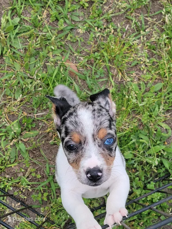 Harper – Jack Russell Terrier puppy for sale in Live Oak, FL
