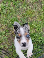 Harper, a female Jack Russell Terrier for sale in Live Oak, FL – Photo 1 of 2