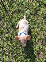 Sam, a male Dachshund for sale in Live Oak, FL – 7 of 8