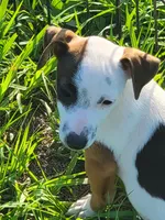 Rainbow, a female Jack Russell Terrier for sale in Live Oak, FL – 2 of 8