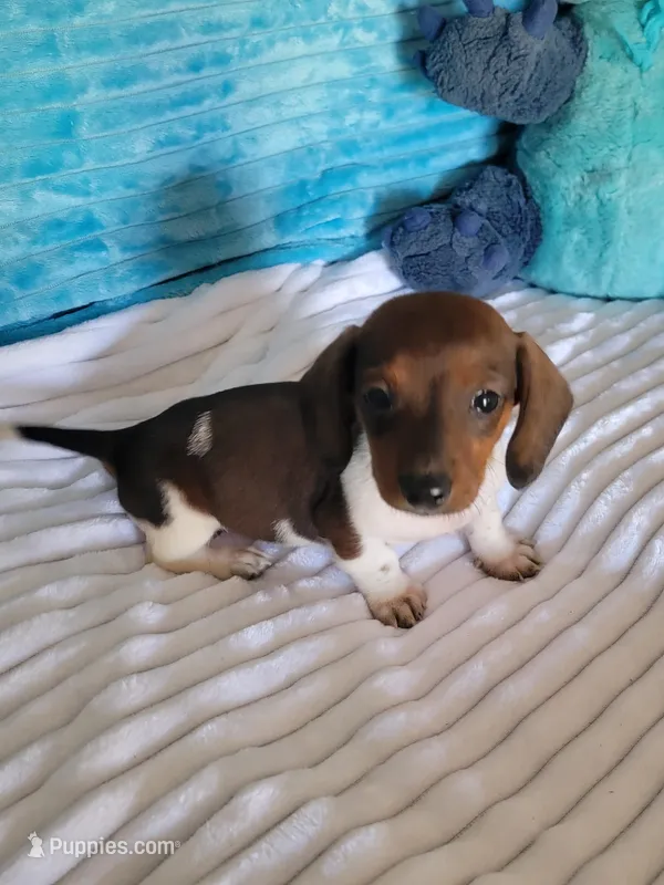 Daniel – Miniature Dachshund puppy for sale in Live Oak, FL