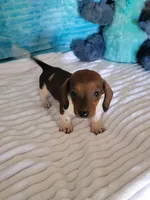Daniel, a male Miniature Dachshund for sale in Live Oak, FL – Photo 2 of 8