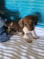 Daniel, a male Miniature Dachshund for sale in Live Oak, FL – Photo 4 of 8