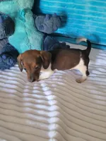 Daniel, a male Miniature Dachshund for sale in Live Oak, FL – Photo 7 of 8