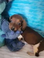 Daniel, a male Miniature Dachshund for sale in Live Oak, FL – Photo 6 of 8