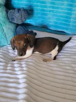 Daniel, a male Miniature Dachshund for sale in Live Oak, FL – Photo 3 of 8