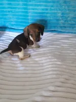 Daniel, a male Miniature Dachshund for sale in Live Oak, FL – Photo 8 of 8