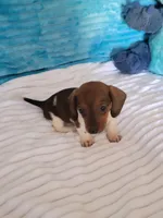 Daniel, a male Miniature Dachshund for sale in Live Oak, FL – Photo 5 of 8