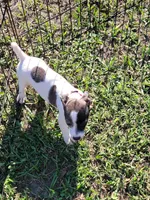 Lexi, a female Jack Russell Terrier for sale in Live Oak, FL – 4 of 7