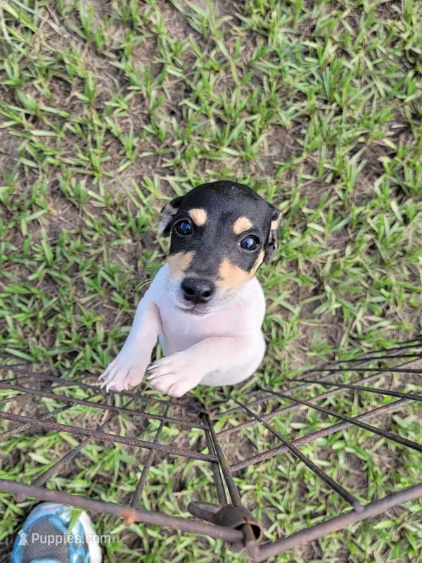 Chip – Jack Russell Terrier puppy for sale in Live Oak, FL