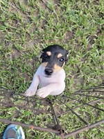 Chip, a male Jack Russell Terrier for sale in Live Oak, FL – 1 of 8