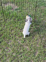 Charlie, a male Jack Russell Terrier for sale in Live Oak, FL – 5 of 8